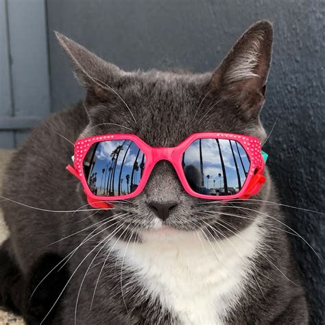 Sunglass Cat Youtube
