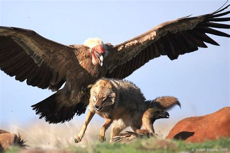 Burung garuda ditemukan kembali, inilah wujud asli garuda sang legenda. Wow 24+ Gambar Burung Garuda Asli - Richa Gambar