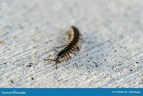 Mating Millipedemillipede Walking On Ground Stock Image Image Of