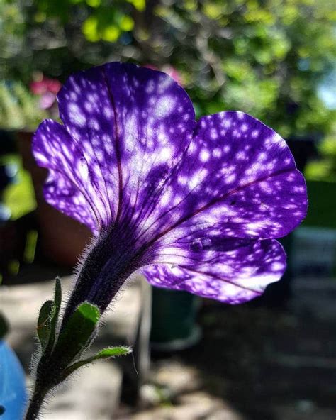 outro this is the rhythm of the night. Night Sky Petunia Has Petals That Look Like They're Dotted ...