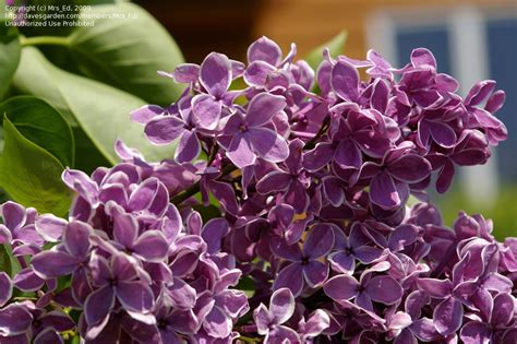 Plantfiles Pictures Common Lilac French Lilac Sensation Syringa