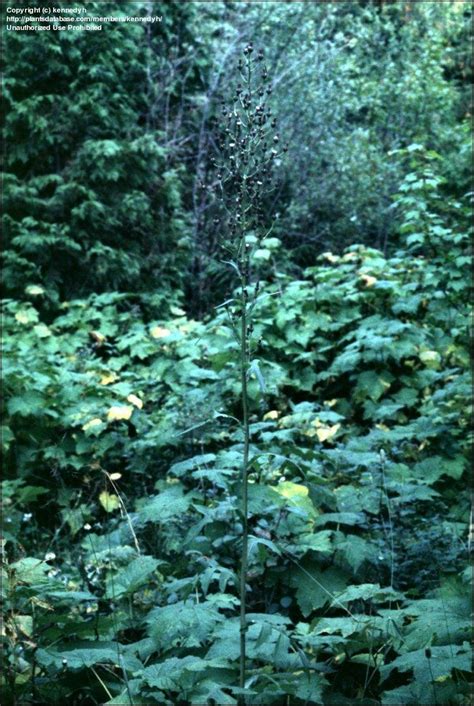 Plantfiles Pictures Tall Blue Lettuce Lactuca Biennis By Toddboland