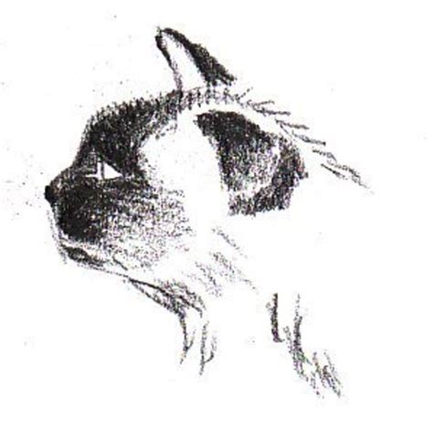 Over 7,135 cat profile pictures to choose from, with no signup needed. How to Draw a Siamese Cat Profile | FeltMagnet