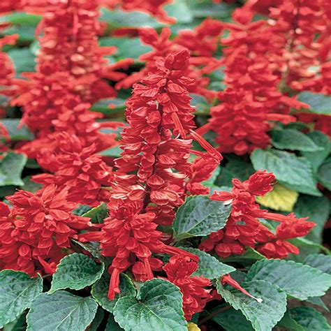 I spent around $50 on these plants. 4.5 in. Red Salvia Sage Plant-9948 - The Home Depot