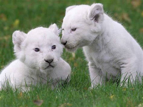Two Cute White Lion Cubs On The Grass
