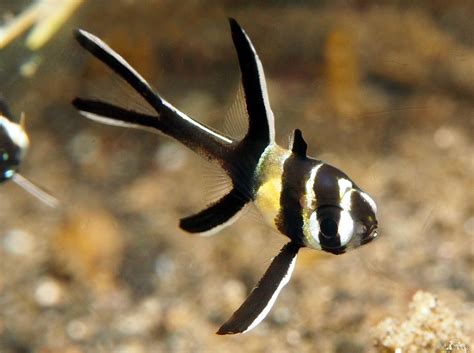Banggai Cardinalfish Juvenile Pterapogon Kauderni Lembeh Strait