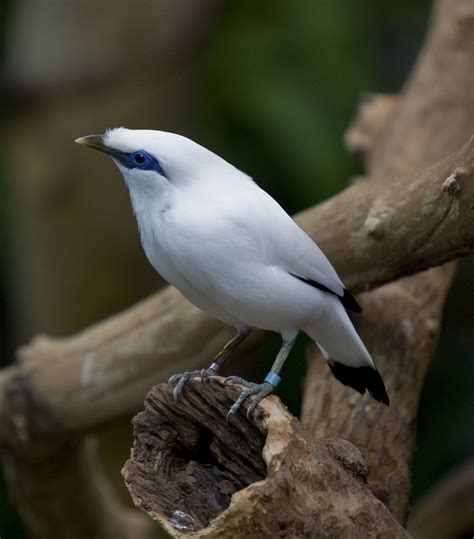 Burung kacer atau yang dikenal dengan sebutan magpie robin, merupakan salah satu jenis burung kicauan yang cukup populer di wilayah indonesia. Gambar burung jalak bali: Eksotis nan menawan - OM KICAU