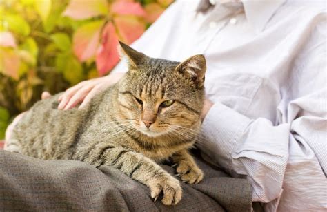 Therapy Cats How To Train Your Feline To Be One