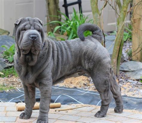 Image Result For Shar Pei Blue Shar Pei Dog Chinese Shar Pei Dog