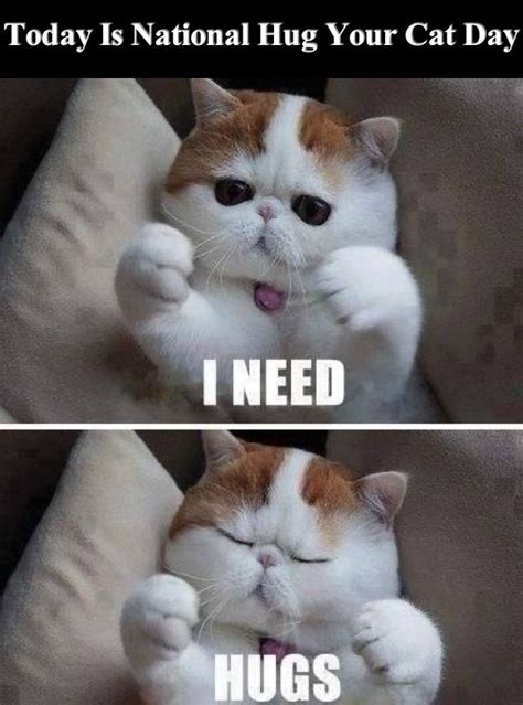 1 day ago · international cat day 2021: Today Is National Hug Your Cat Day Pictures, Photos, and ...