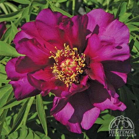 Plant Profile For Paeonia ‘morning Lilac Itoh Hybrid Peony Perennial