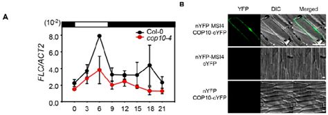 Cop10 Regulates Flowering Locus C Flc Expression Through Interaction