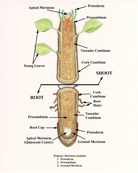 Diagram Of Root