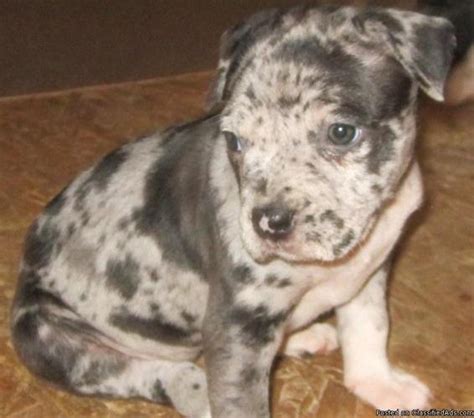 Contact us and get a quote. BLUE MERLE PITBULL PUPPIES - Price: 350.00 for sale in New ...