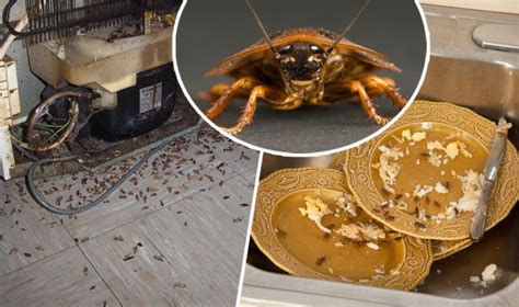 Cara mengusir semut yang satu ini menggunakan bahan kimia, tapi terjamin ampuh. Rajin Mengemas Tapi Masih Ada Lipas? Trylah 8 Cara Halau ...