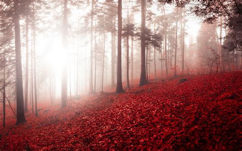 Download Wallpaper 3840x2400 Forest Fog Autumn Foliage