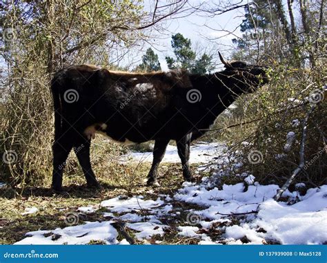 Cows In Caucasus Live Stock Photo Image Of Field Herd 137939008
