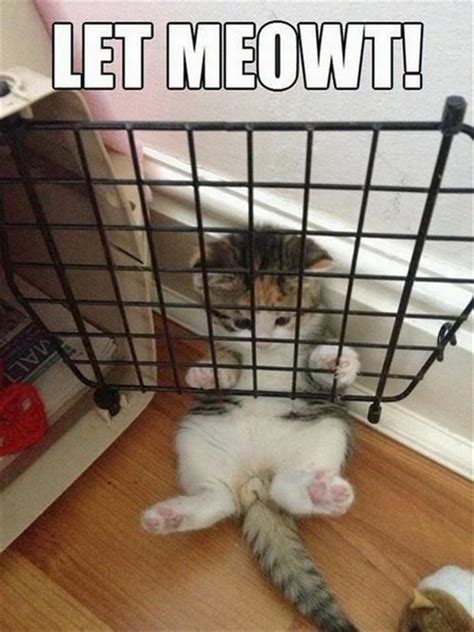 Funny farm animal pictures with captions. Funny Animals with Captions 22