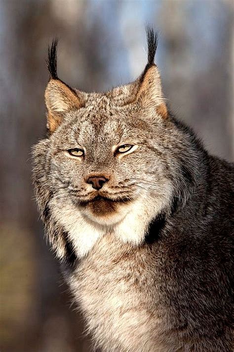 Canadian Lynx Minnesota North American Animals North American