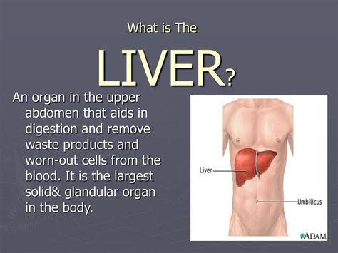 Ppt What Is The Liver Powerpoint Presentation Free Download Id