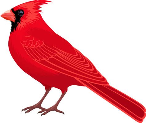 Cardinals Stock Photos Pictures And Royalty Free Images Istock