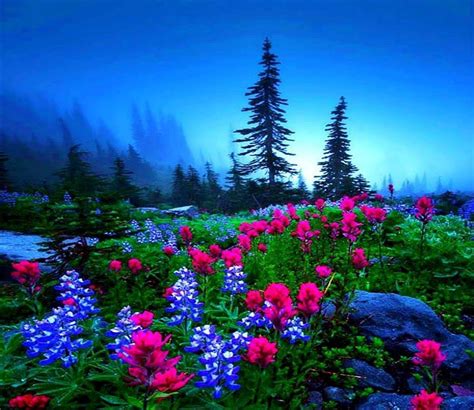 Flower Meadow And Mountains Wallpapers Wallpaper Cave