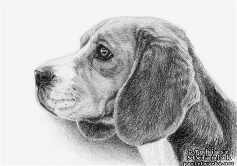 Kleurplaat Hond Grafisch