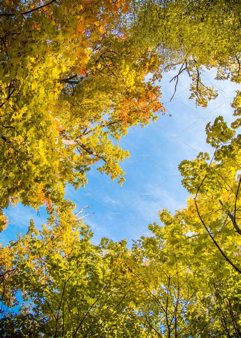 Yellow Autumn Leaves Stock Photo Containing Autumn And Autumn
