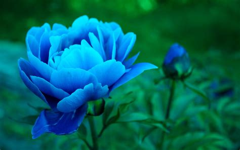 Wallpaper Blue Peony Flowers 2560x1600 Hd Picture Image