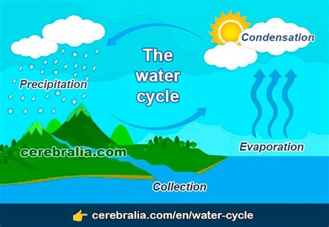 The Water Cycle ️ Evaporation Condensation Precipitation