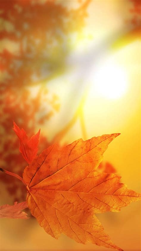 Super Awesome Phone Wallpapers For Youuuuu Autumn Beauty