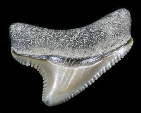 Tiny, Serrated, 1" Baby Megalodon Tooth - Maryland For Sale (#30117