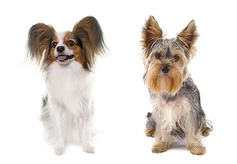 All About The Papillon Yorkie Mix Yorkillon
