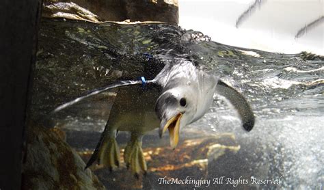 Gentoo Penguin Gentoo Penguin Pygoscelis Papua Aquarium Flickr