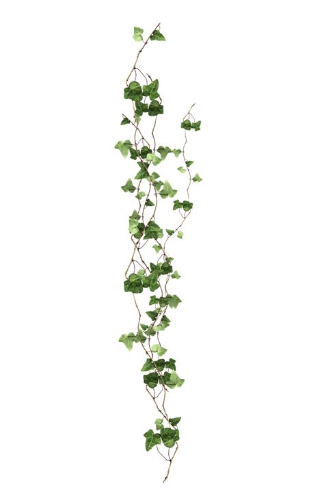 Download Plant Vine Ivy Free Clipart Hd Clipart Png Free Freepngclipart