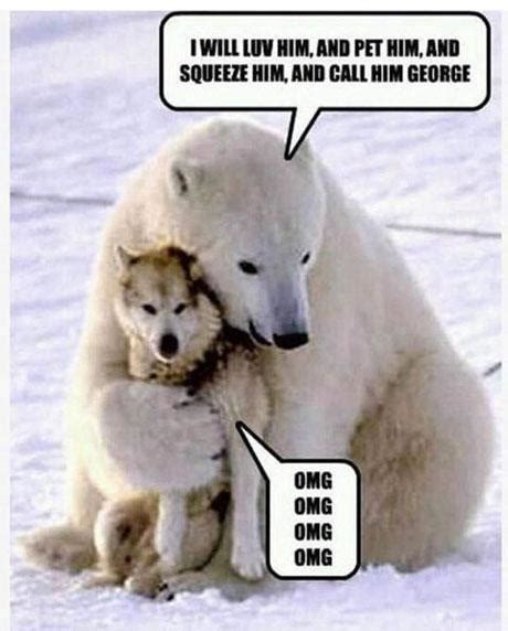 Polar Bear Dog Pet ~ Funny Joke Pictures