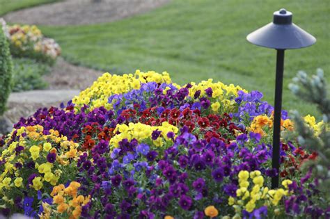 Choosing Annual Flowers - Tips For Growing Annual Gardens