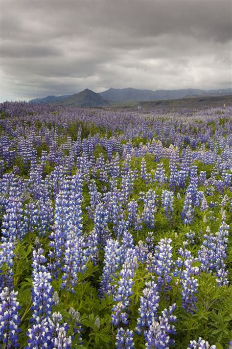 Lupins In Iceland Fall Travel Destination Iceland Travel Landscape