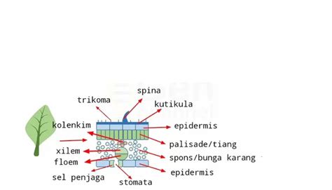 Daun Definisi Struktur Dan Fungsi Pada Tumbuhan Harian Haluan