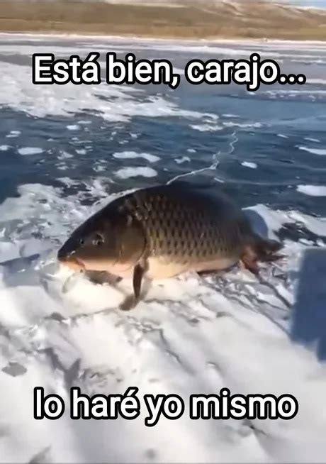 Top Memes De Pescado En Español Memedroid