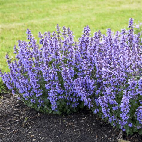 I highly recommend cats pajamas by jackson and perkins nursery. 'Cat's Pajamas' - Catmint - Nepeta hybrid | Proven Winners