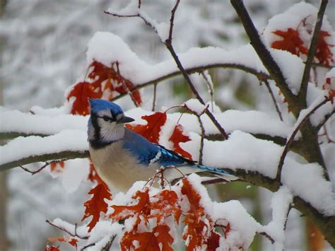 Blue Jay Bird Winter Snow Leaves Wildlife Bluejay Cold