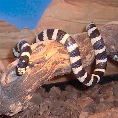 Black And White California Banded King Snake Babies