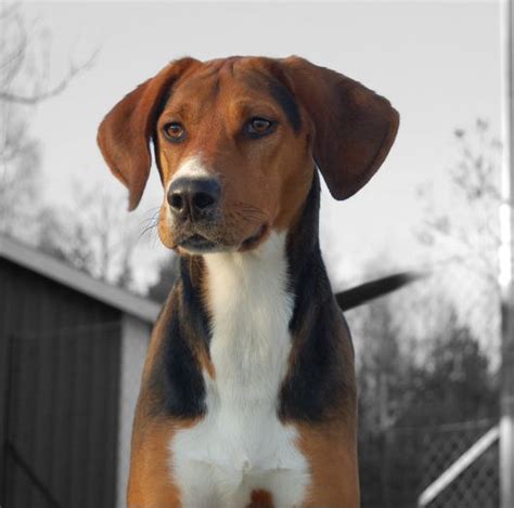 The hamiltonstövare is a breed of dog, bred as a hunting hound. hamiltonstövare | But Mostly I Love Animals | Dogs ...