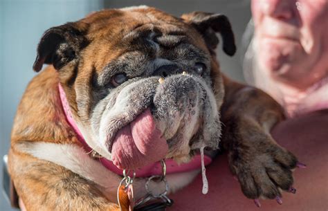 Meet The Worlds Ugliest Dog English Bulldog Zsa Zsa Iheartradio