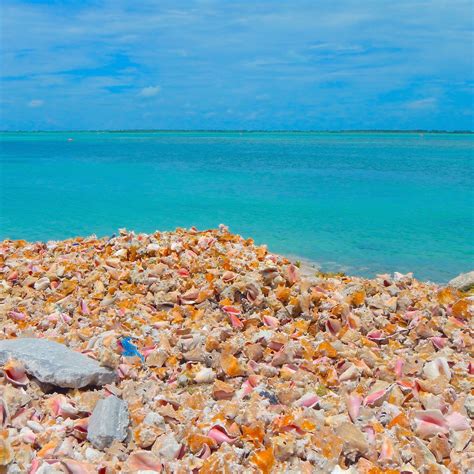 The Beautiful Conchs Of Bimini In The Bahamas Island Runaways An