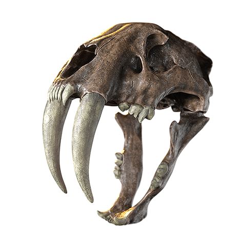 Saber Tooth Skull Animal Skeletons Animal Skull Drawing Sabertooth