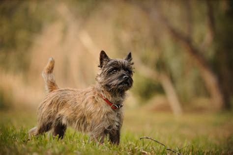 Top 8 Selected Cairn Terrier Breeders From The Usa