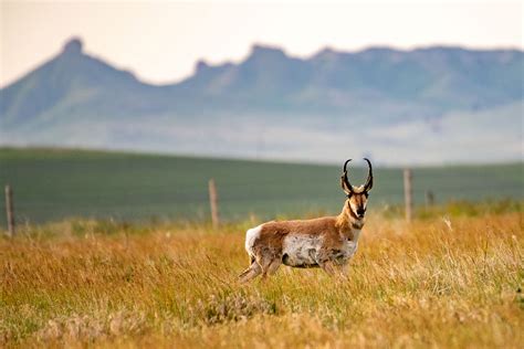 Collaborative Research Project Tracks Pronghorn In Nebraska Panhandle