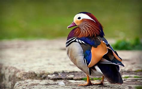 Mandarin Duck Mandarin Duck Bird Animal Hd Wallpaper Peakpx